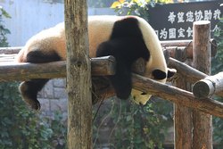 Священное животное Китая, Пекинский зоопарк