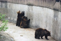 Жители Пекинского зоопарка, Китай